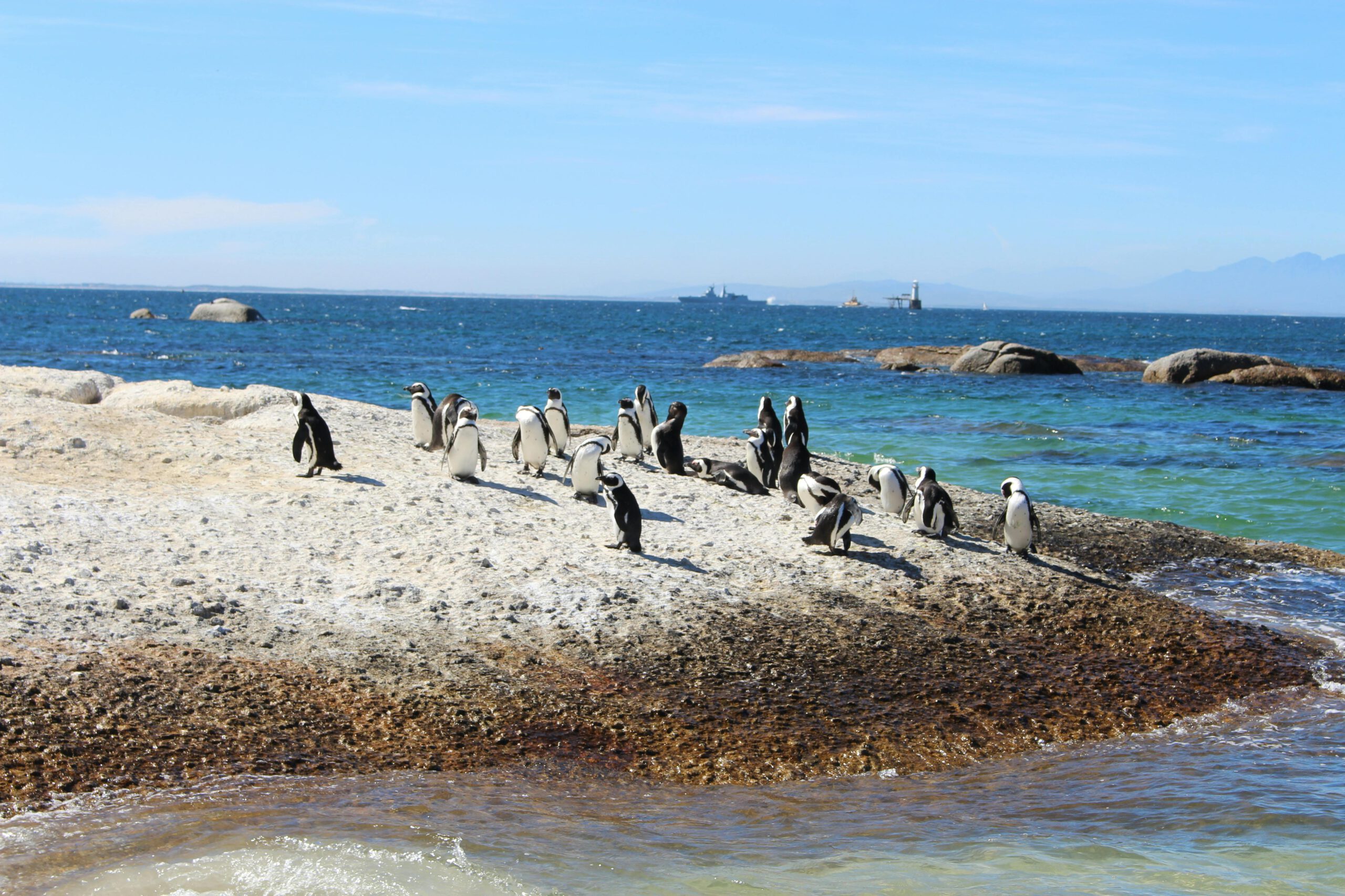 Bãi biển Boulders cùng đàn chim cánh cụt: trải nghiệm siêu đáng yêu ở Nam Phi
