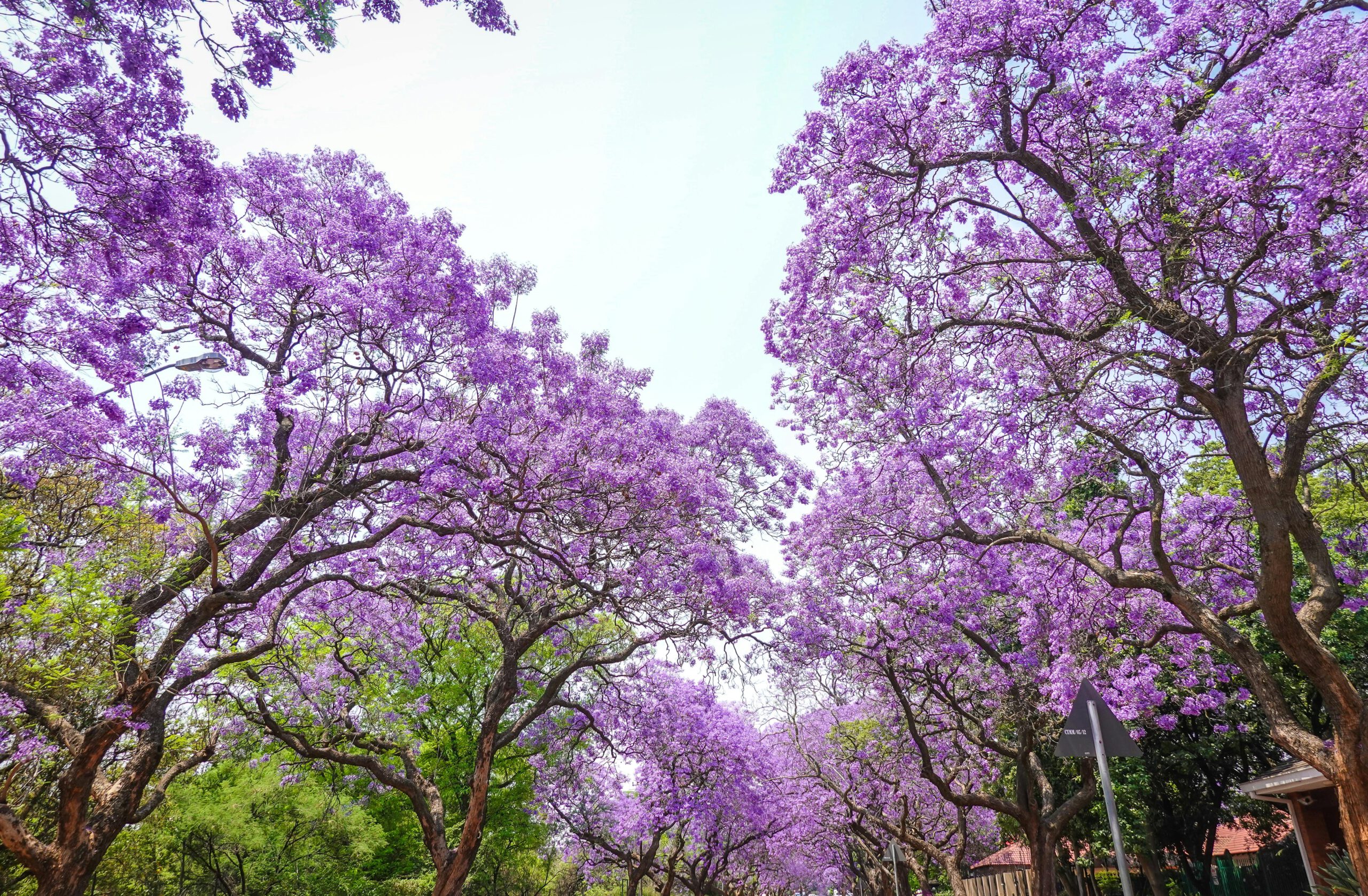 Phượng tím Nam Phi và những góc chụp đẹp nhất ở Pretoria