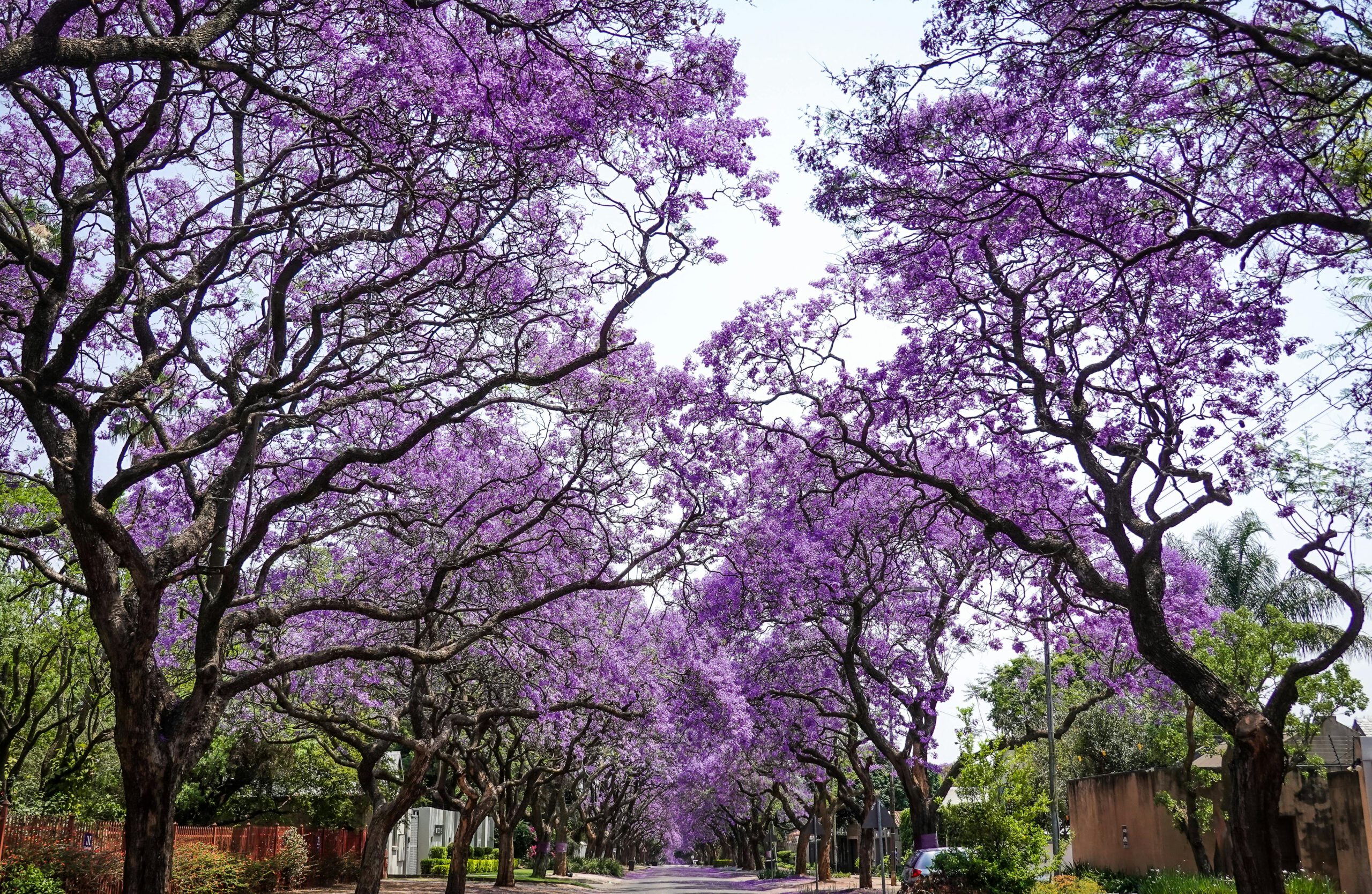 phượng tím nam phi 4